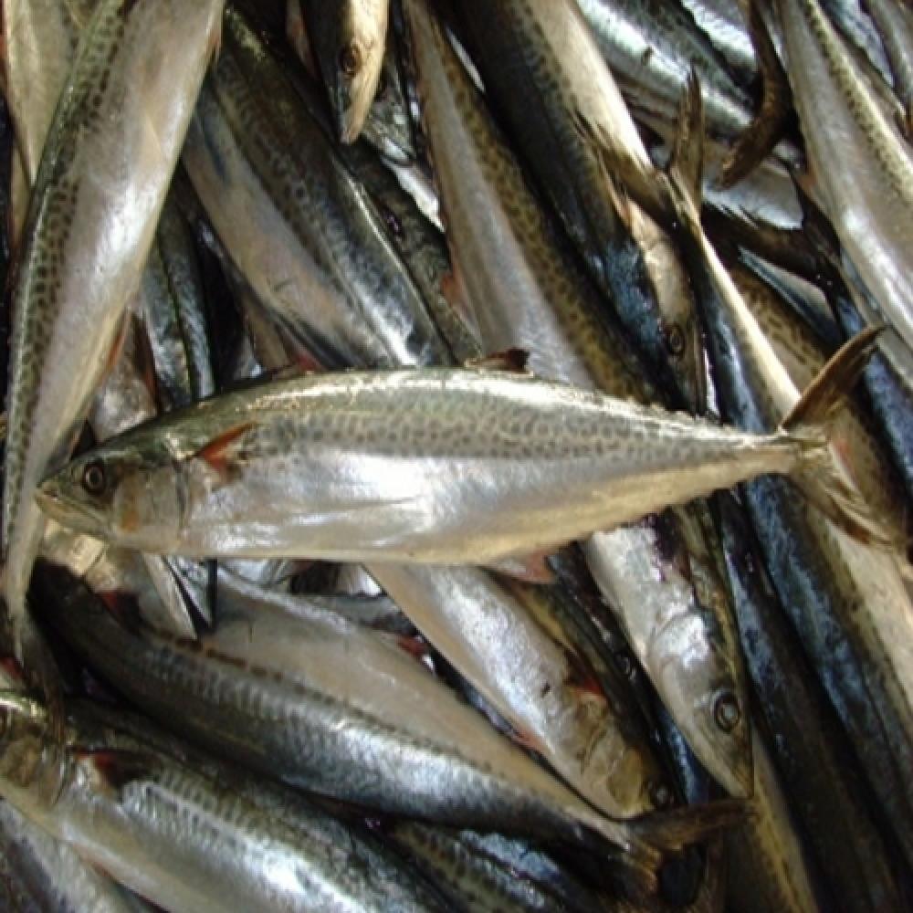 FROZEN SPANISH MACKEREL