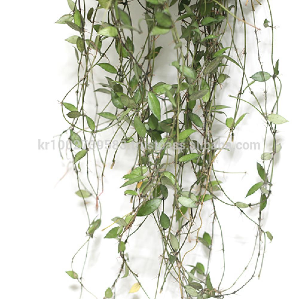 Great Houseplants " Hoya lacunosa " by Joinflower Joinfolia
