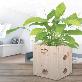 detail image1 Eco Phytoncide Woods Humidification Air Cleaner Purifier Flowerpot Fishbowl